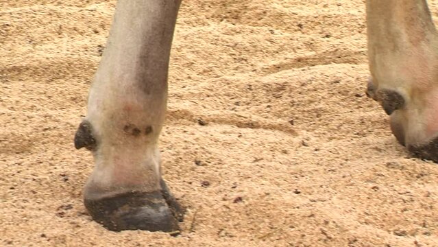 closeup of cow hooves while slowly walking on trade show