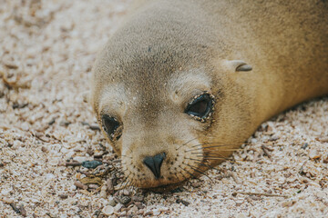 Naklejka premium Portrait of Galapagos Sea Lion lying on the sand 