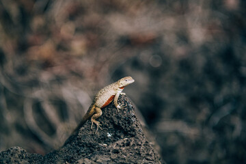 Lava lizard perched on a volcanic rock on San Cristobal Island, Galapagos, Ecuador.