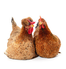 Two brown chickens.