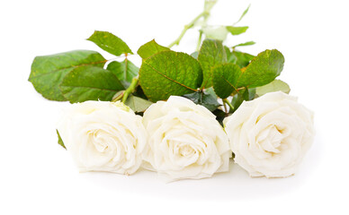 Beautiful white roses.