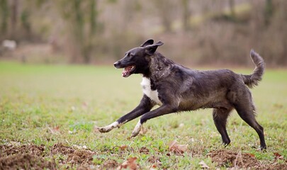 Chien noir et blanc en pleine course - heureux content sourire
