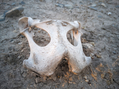 calavera de un animal