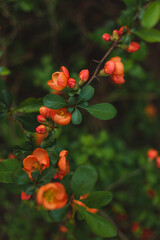 Obraz premium Flowers of Japanese Quince on a branch in the garden