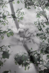 art photo of a blooming apple tree