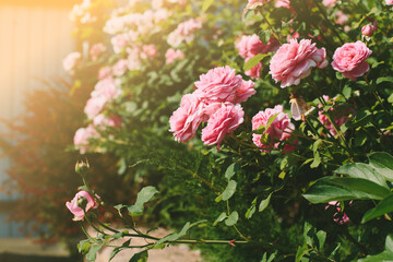 Summer natural background with English pink roses in sunset light