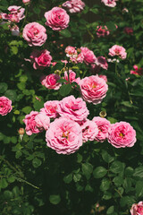 Summer  background with English pink roses, blooming flowers
