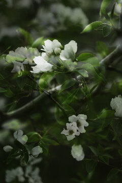 art photo of a blooming apple tree