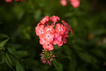 Garden pink flower. Natural background summer flowers.
