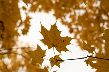 Yellow maple leaves. Autumn background.