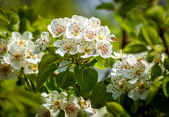 blossoms of an apple tree. 