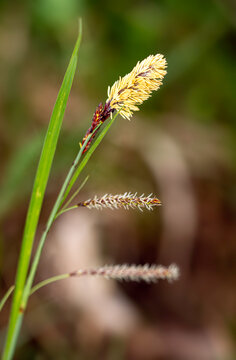 Blooming spring sedge Carex caryophyllea showing a yellow male and lower female spikelet against a soft blurred background