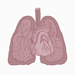 Human lungs with circulatory system. Vector illustration. Isolated element on a white background