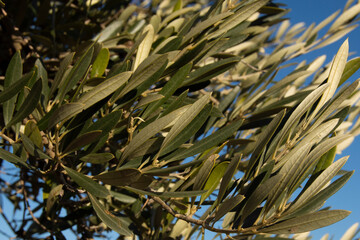 Hojas y ramas de olivo