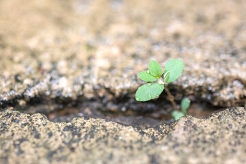 The tree bloom in concrete crack.