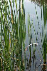 Obraz premium Green tall grass grows in front of a pond