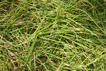 Green grass texture. Green grass close up background