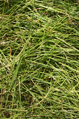 Green grass texture. Green grass close up background