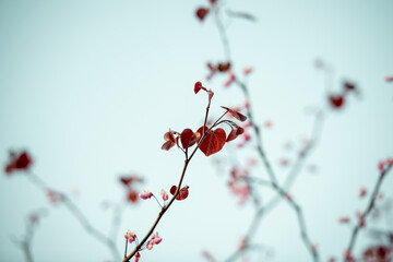 zarter Ast im Frühling
