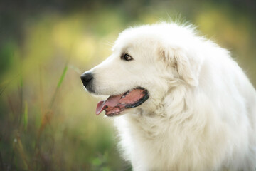 Profile Portrait of Beautiful maremmano abruzzese dog in the autumn forest. Big happy white sheepdog in fall