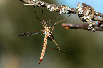 daddy longlegs cranefly on barbde wire