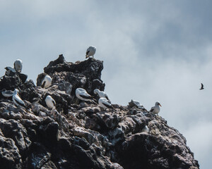 Nazca Booby perched on rocks on the coast of Punta Pitt in San Cristobal, Galapagos