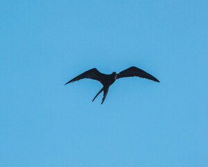 Frigatebirds soaring above the waters of San Cristobal Island in the Galapagos, Ecuador.