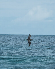 Fototapeta premium Red-footed booby flying next to shore of Punta Pitt, Galapagos