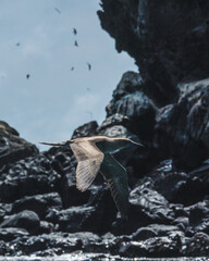 Red-footed booby flying over snorkelers next to Punta Pitt, Galapagos