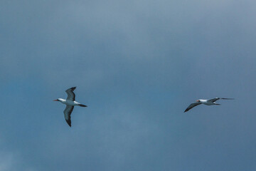 Nazca Booby flying on the coast of Punta Pitt in San Cristobal, Galapagos