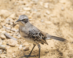 Galapagos Mockingbird