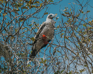 Red footed booby on the branch, Punta Pitt, Galapagos Islands