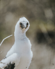 Juvenile of red blue footed booby in Punta Pitt San Cristobal, Galapagos Islands, Ecuador birdlife