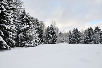 Snowy trees in the winter landscape