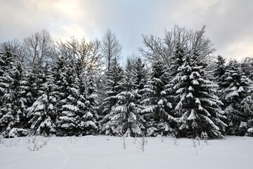 Spruce trees in the snowy landscape