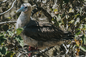 Red-Footed Booby, Galapagos, Punta PItt San Cristobal