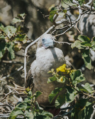 Red-Footed Booby, Galapagos, Punta PItt San Cristobal