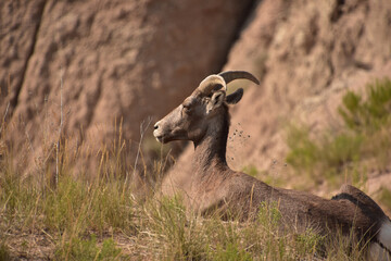 South Dakota Bighorn Ram Resting in a Canyon