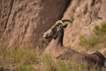 Resting Side Profile of a Bighorn Sheep in the Badlands