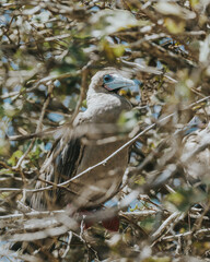 Red-Footed Booby, Galapagos, Punta PItt San Cristobal