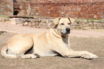 The sitting position of a relaxed dog looking outwards. Shot of a dog, relaxing and posing. Dog of lodhi garden.