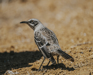 Galapagos Mockingbird