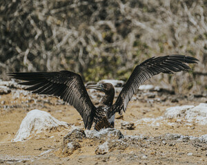 young Blue Footed Booby showing off his wings, Punta Pitt, San Cristobal, Galapagos 