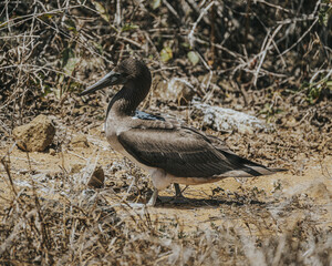 Juvenile Blue footed booby, Galapagos, Punta Pitt