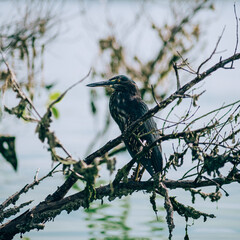 Lava Heron perched on a branch, captured in the natural habitat of Galapagos, Ecuador