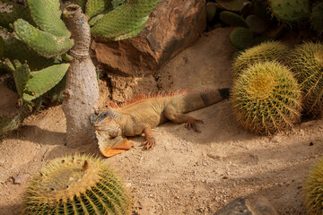 Close up photo of Iguana, also known as the American iguana, is a large, arboreal, mostly...