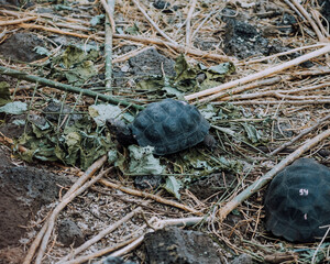 A Galapagos giant tortoise feeding on vegetation in the Galapagos Islands, Ecuador