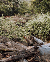 A Galapagos giant tortoise feeding on vegetation in the Galapagos Islands, Ecuador