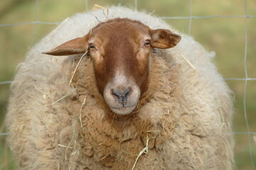 funny close up of a fat brown sheep