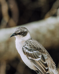 Galapagos Mockingbird
